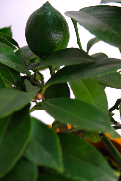 Citrus Lemon bush - Image 7
