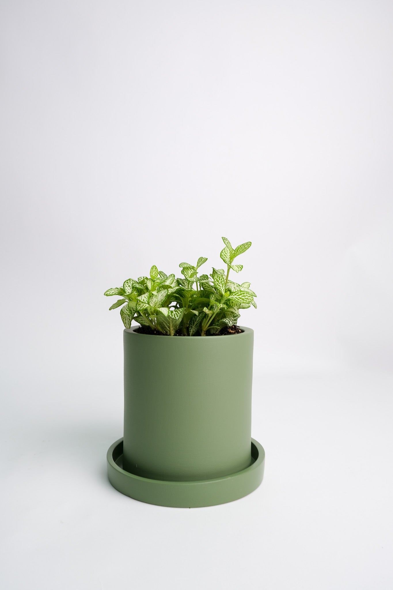 Fittonia mix - Image 7