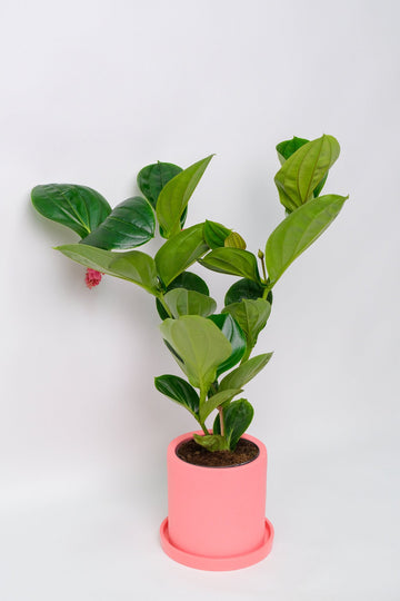 Medinilla magnifica