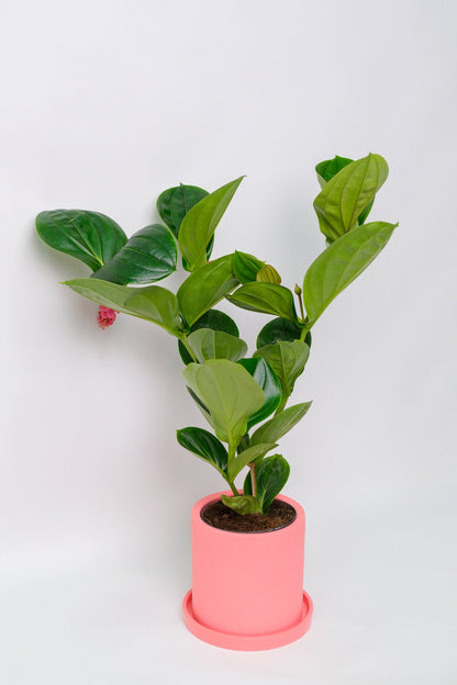 Medinilla magnifica - Image 6