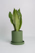 Sansevieria Moonshine - Image 7
