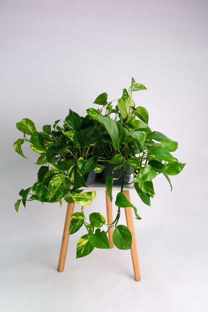 Scindapsus Aureum