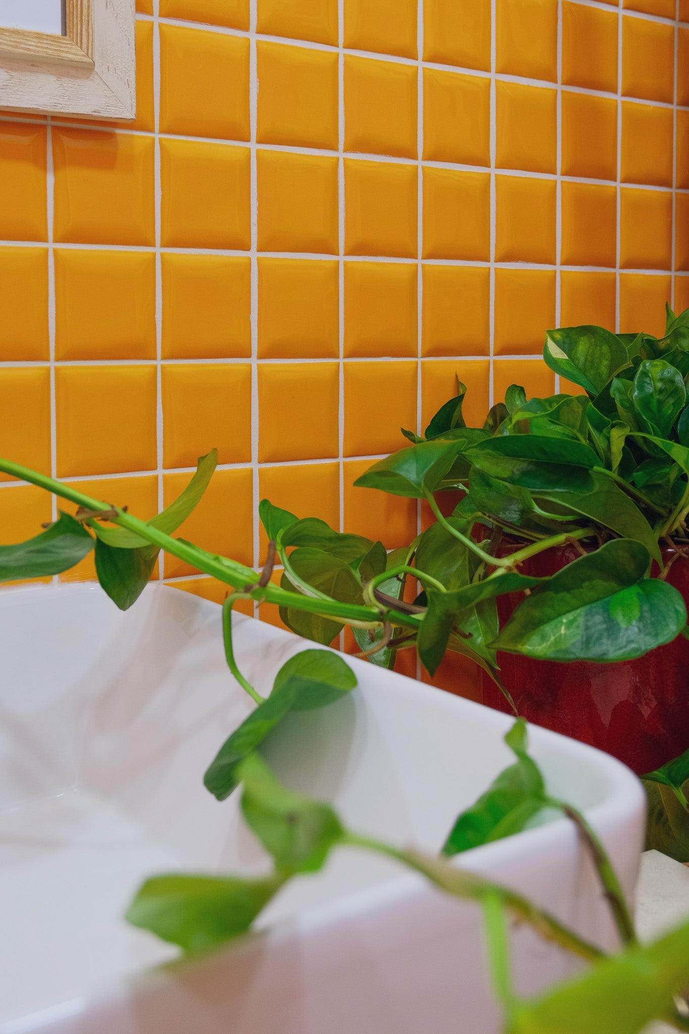 Scindapsus Global Green - 7