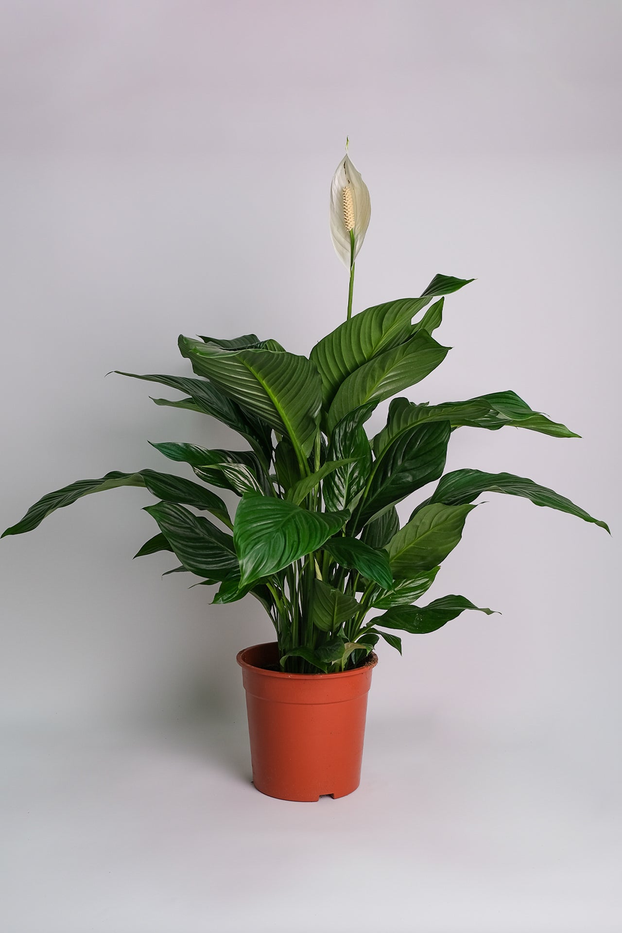 Spathiphyllum - Image 7