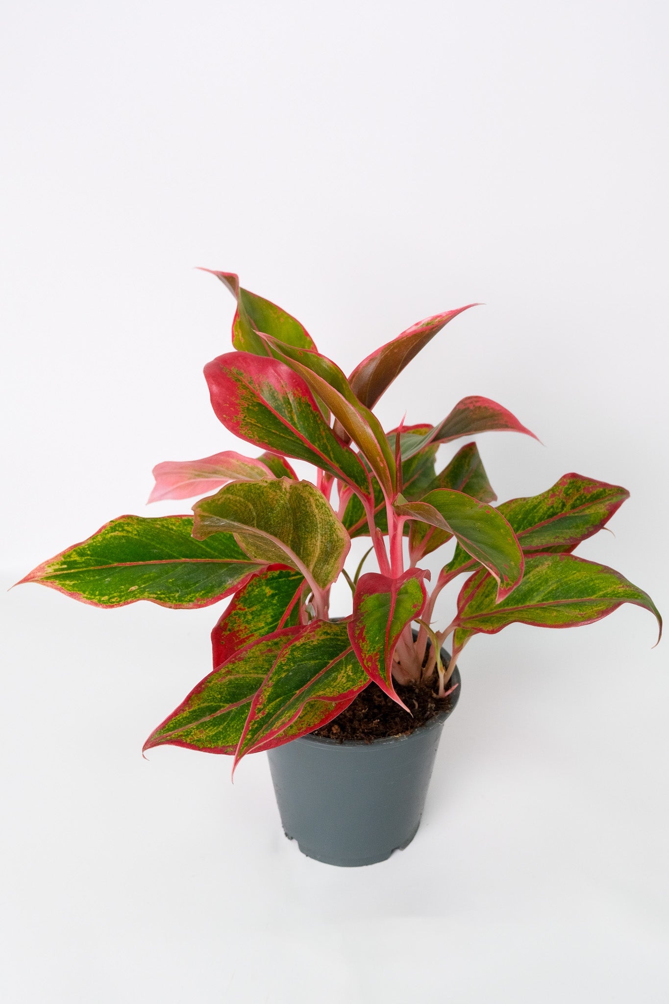 Aglaonema Crete - 7