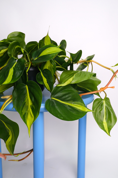 Philodendron Brasil - 7