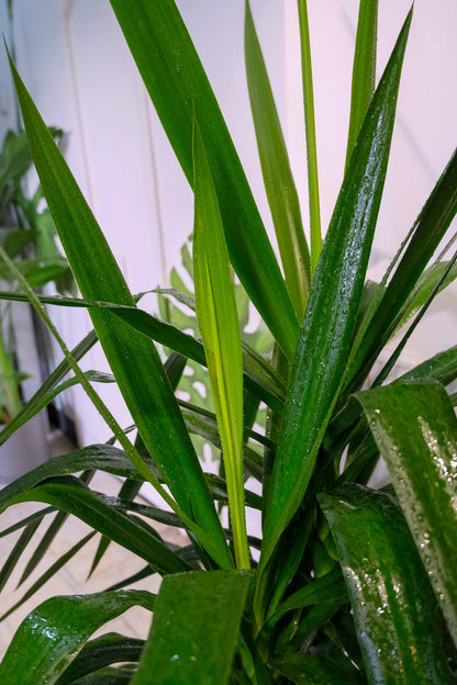 Yucca Branched - Image 7