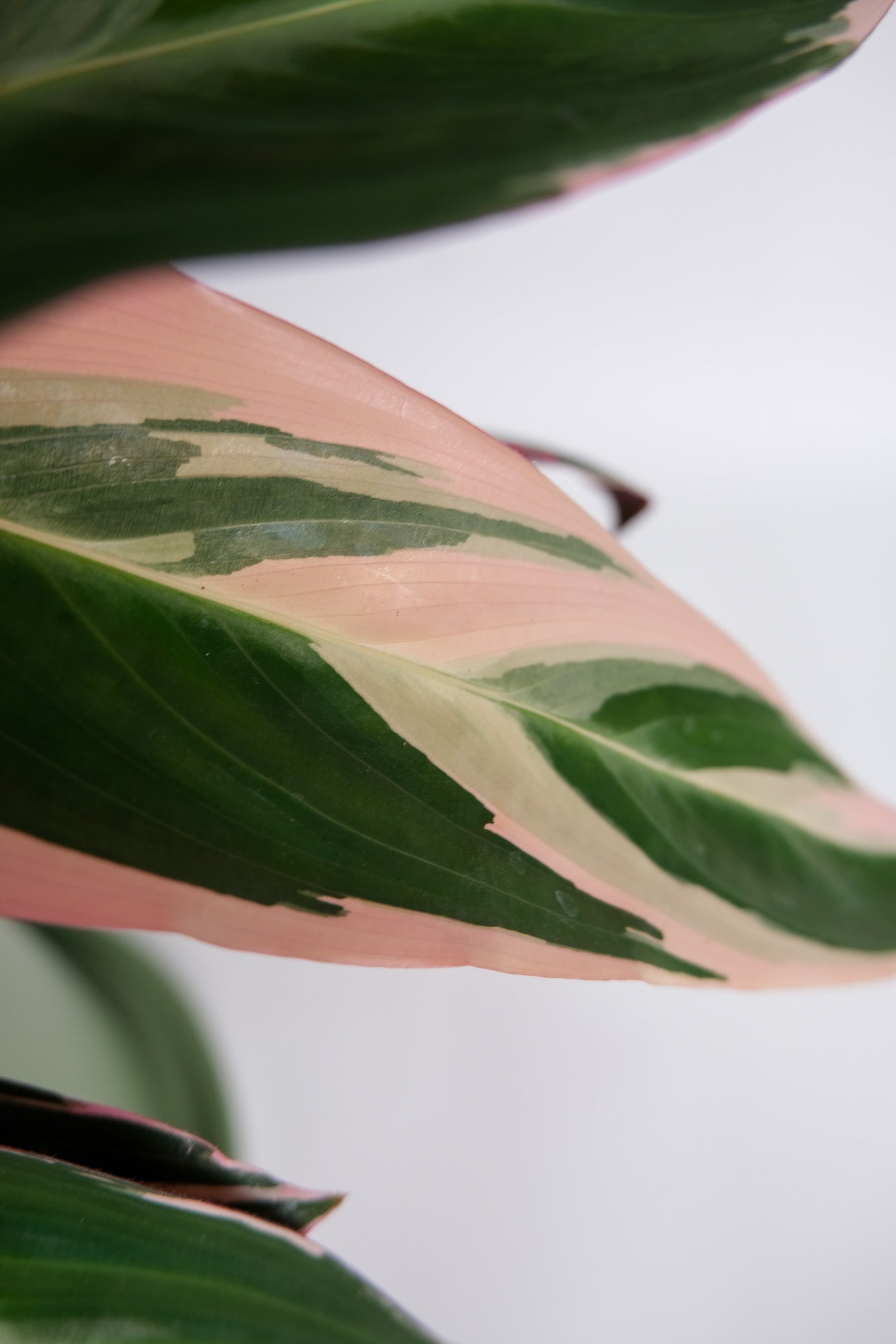 Calathea Triostar - Image 8