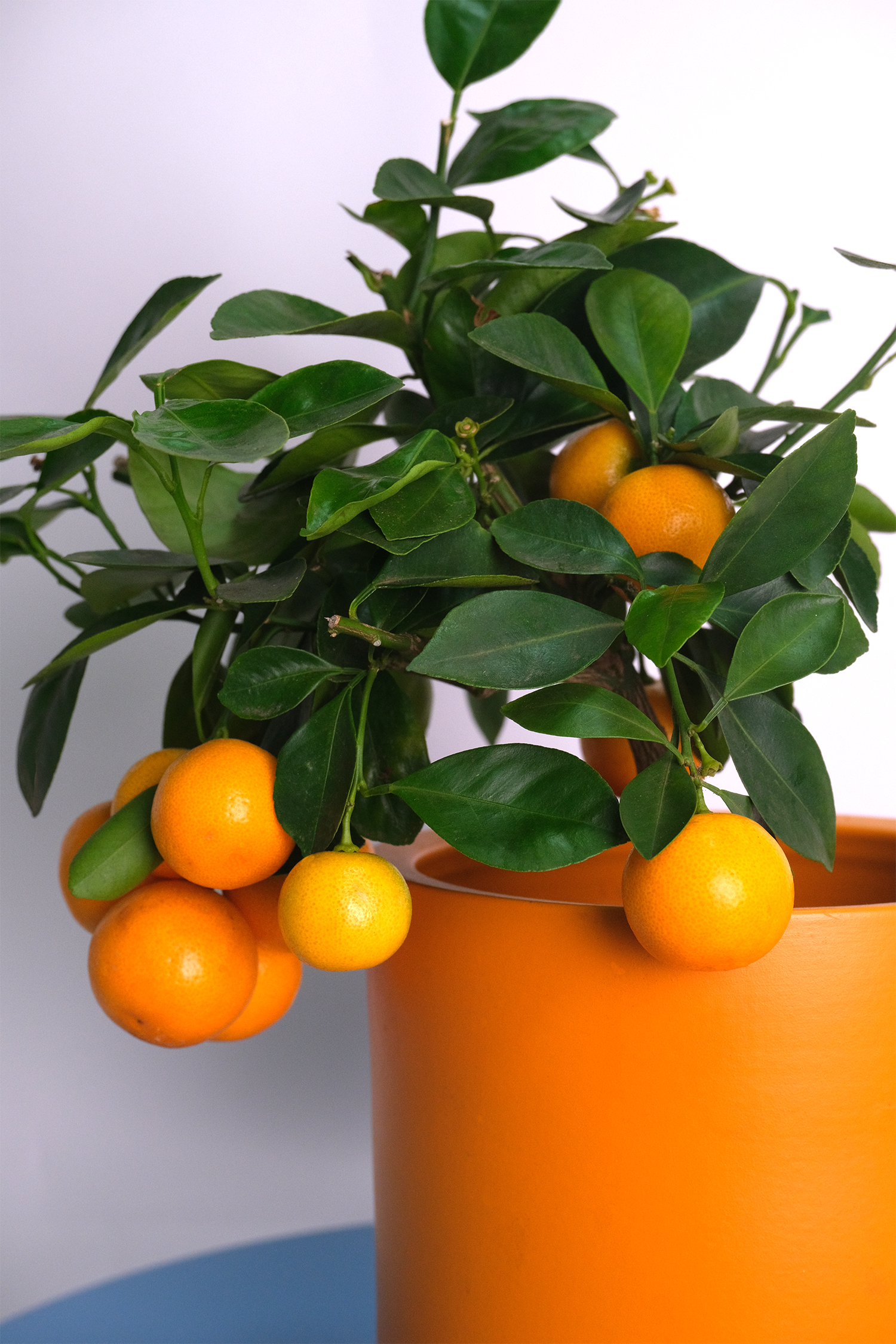 Citrus Calamondin bush - Image 8