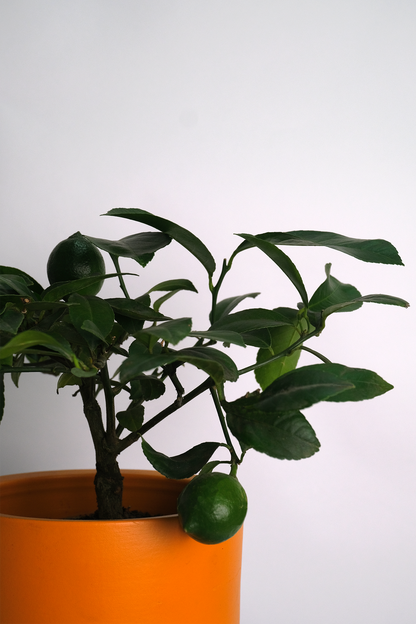 Citrus Lemon bush - Image 8
