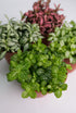 Fittonia mix - Image 8