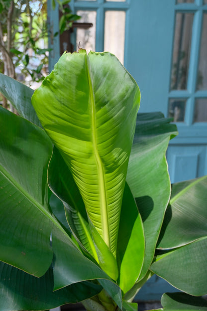 Musa Banana - Image 8