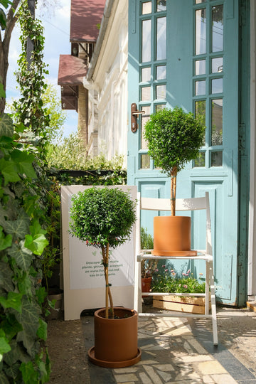 Myrtus On Stem