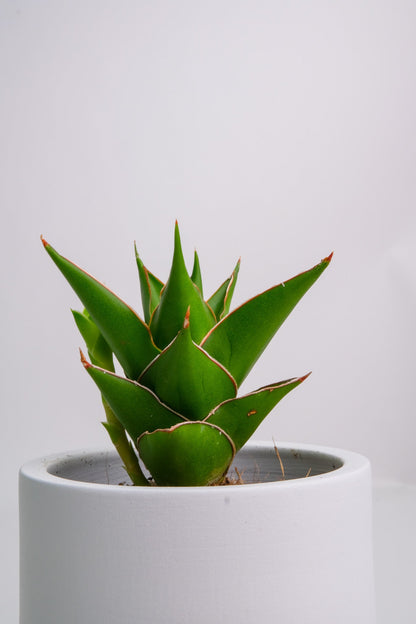 Sansevieria Mix - Image 8