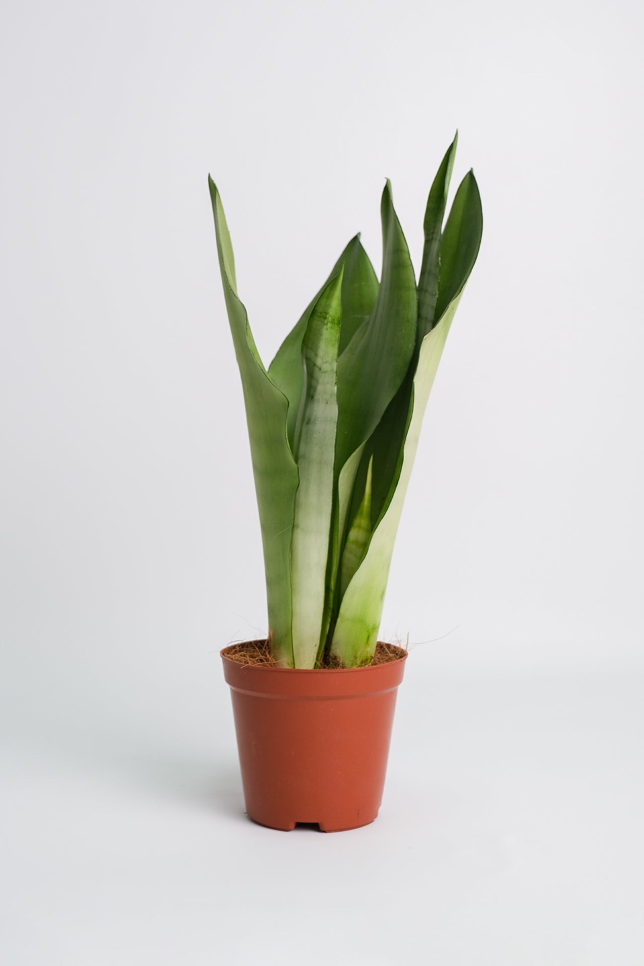 Sansevieria Moonshine - Image 8