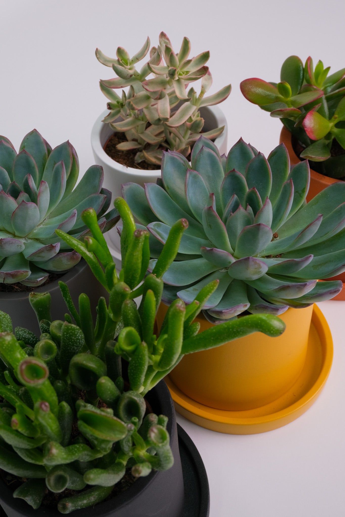 Suculent Mix - Image 07