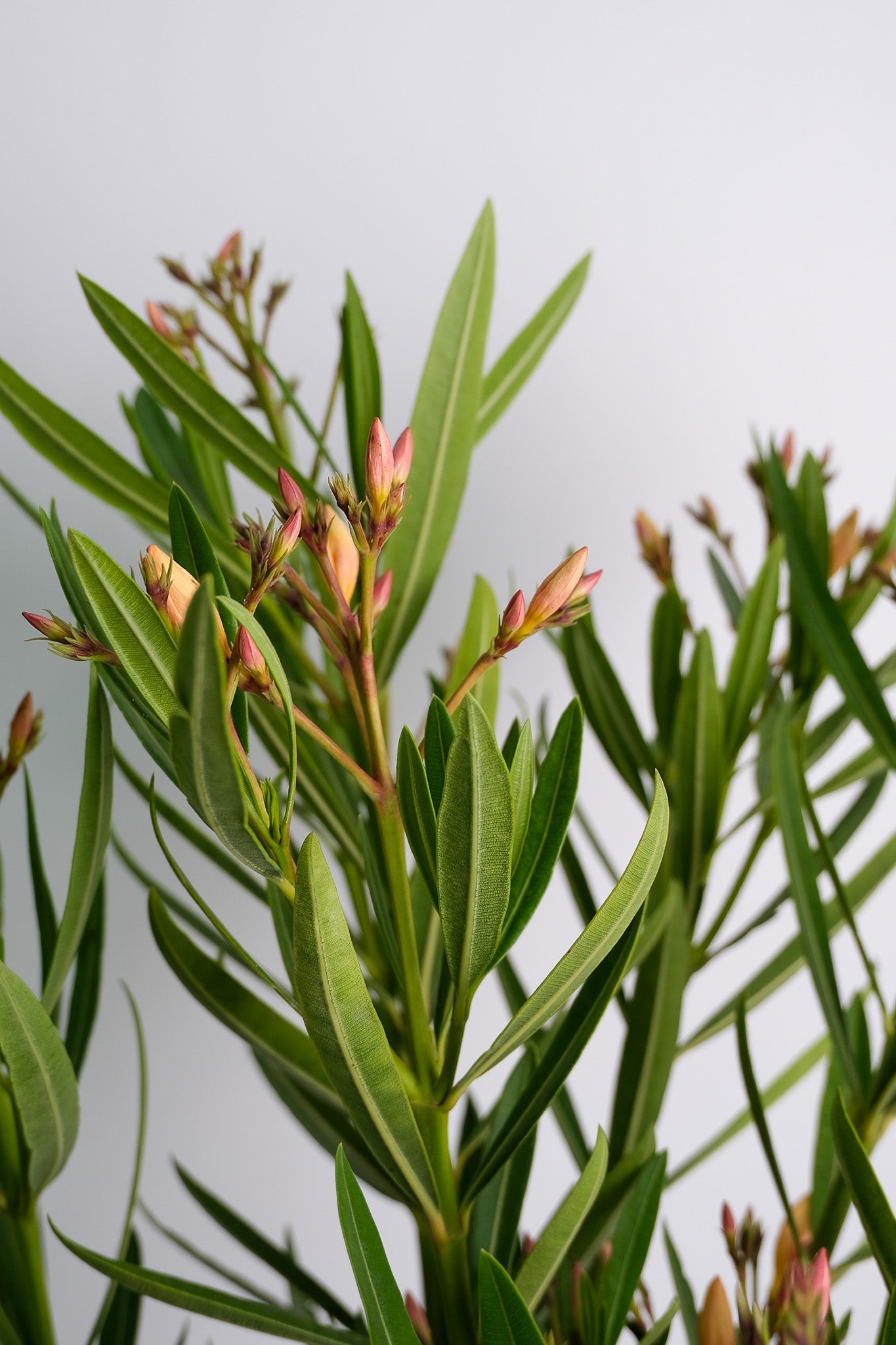 Nerium Oleander - 07_oleandru mix.jpg