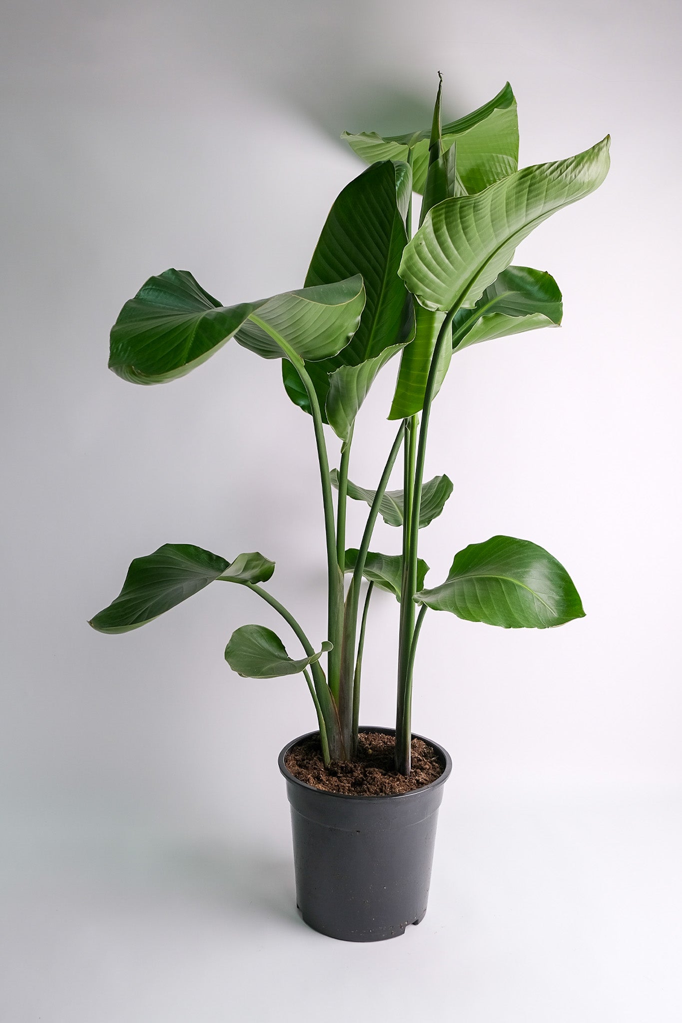 Strelitzia Nicolai - Image 9