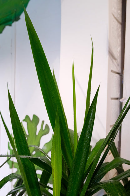 Yucca Branched - Image 8