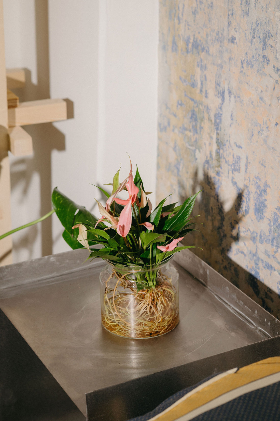 Anthurium Lilli Sticlă