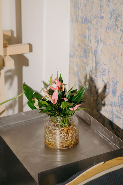 Anthurium Lilli Sticlă