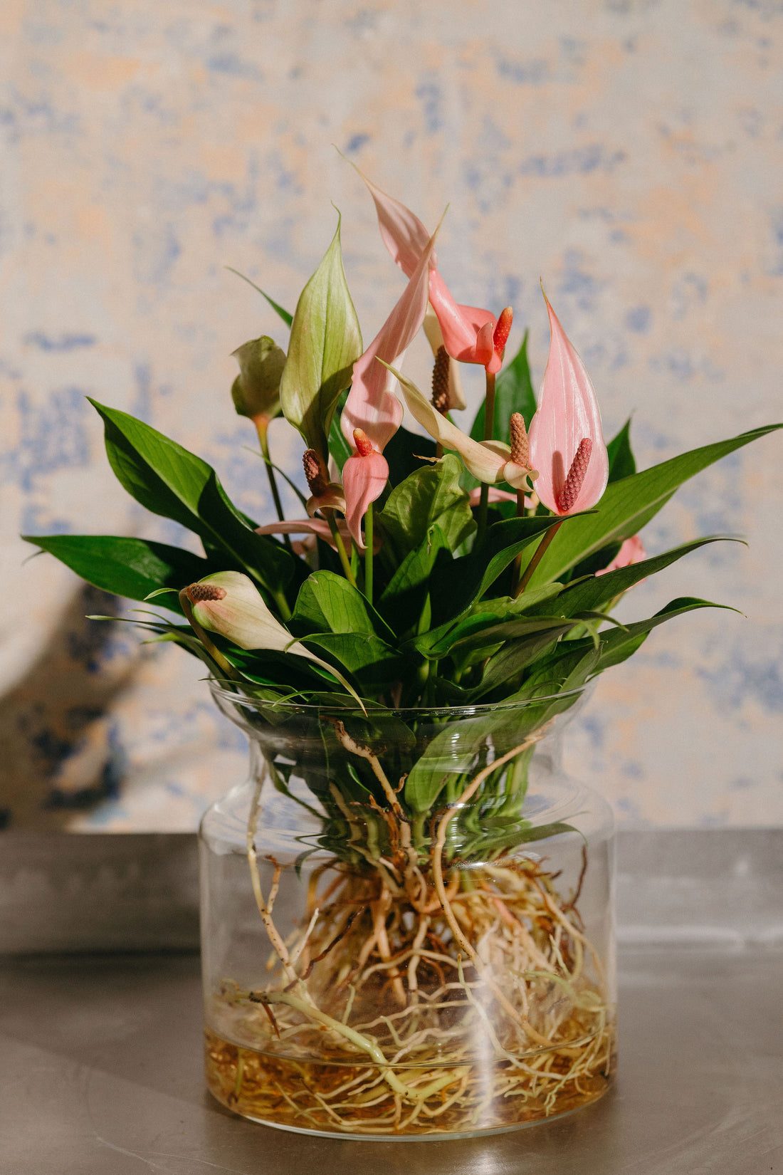 Anthurium Lilli Sticlă