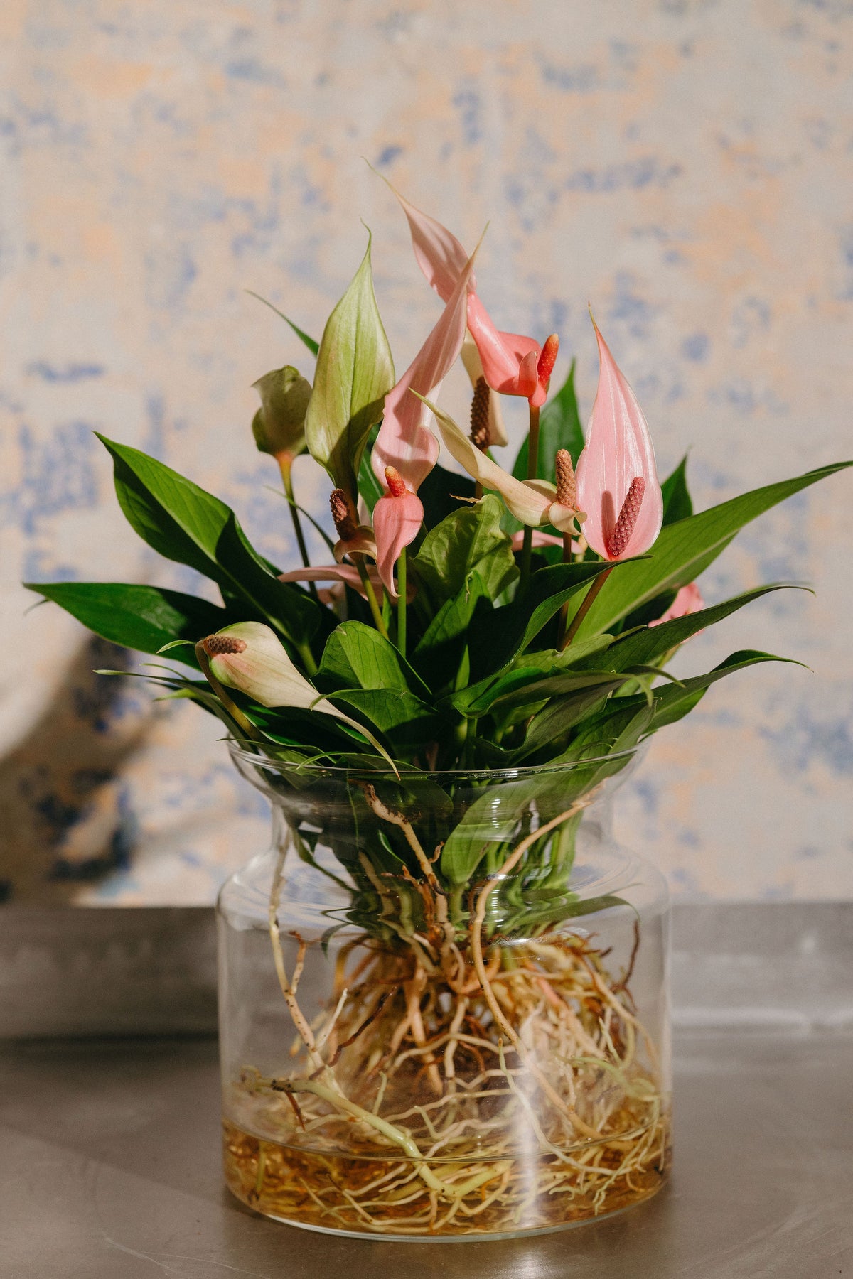 Anthurium Lilli Sticlă