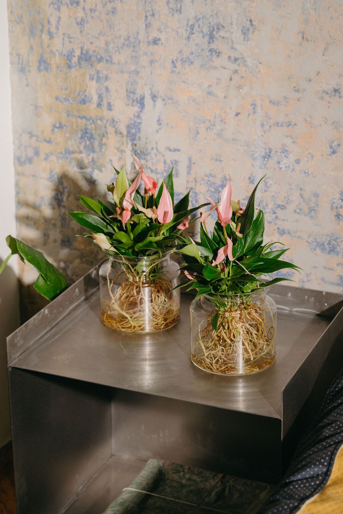 Anthurium Lilli Sticlă