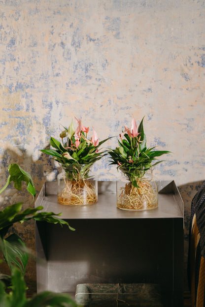 Anthurium Lilli Sticlă