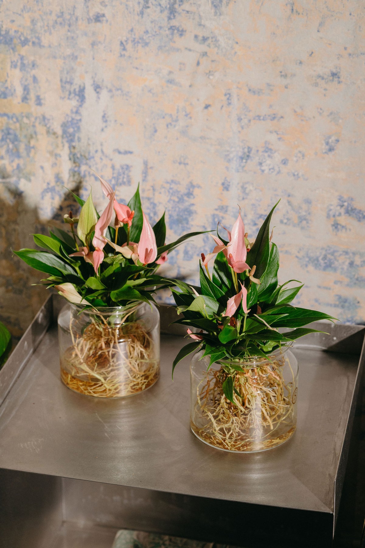 Anthurium Lilli Sticlă