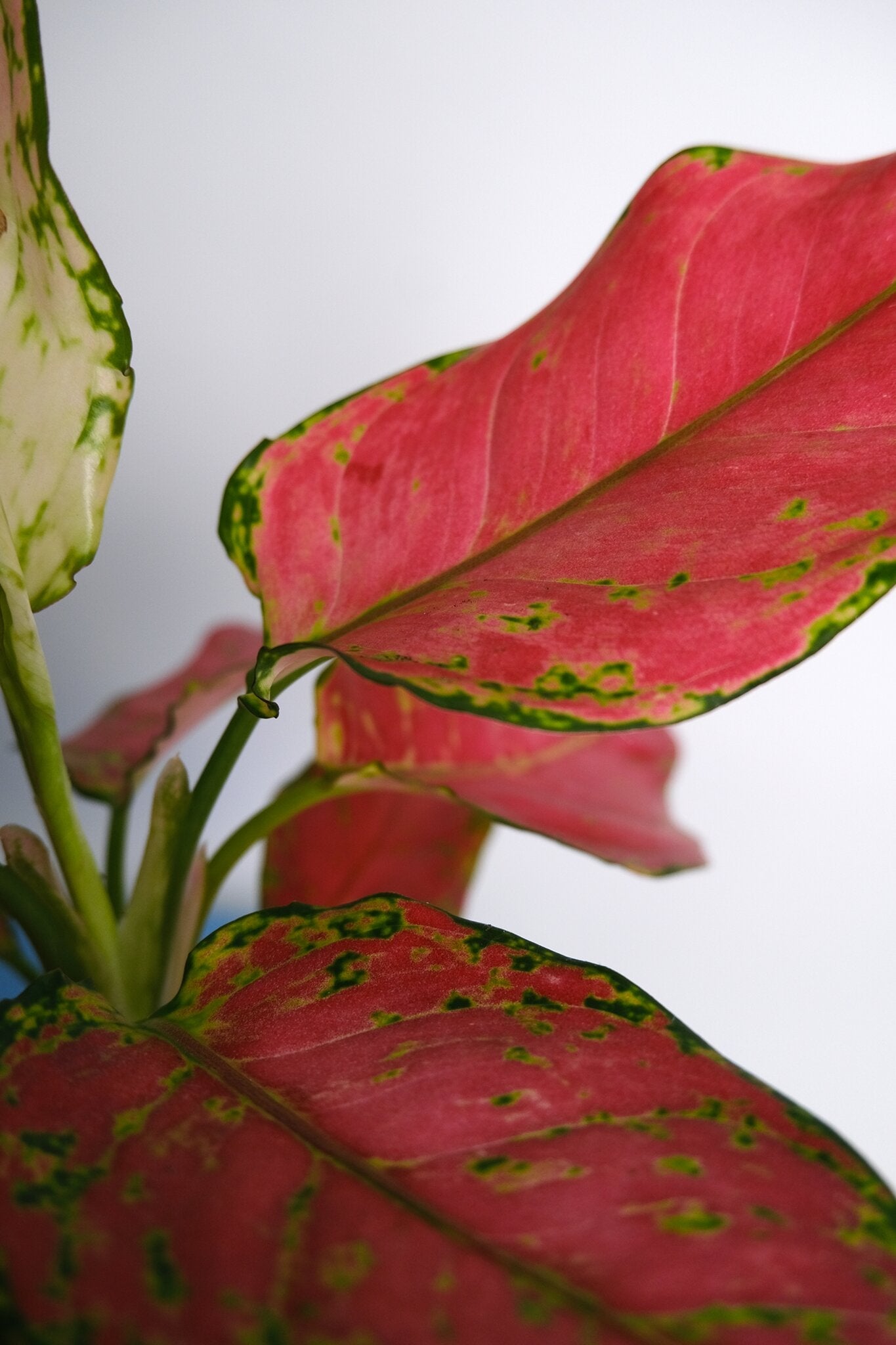 Aglaonema Red Joy