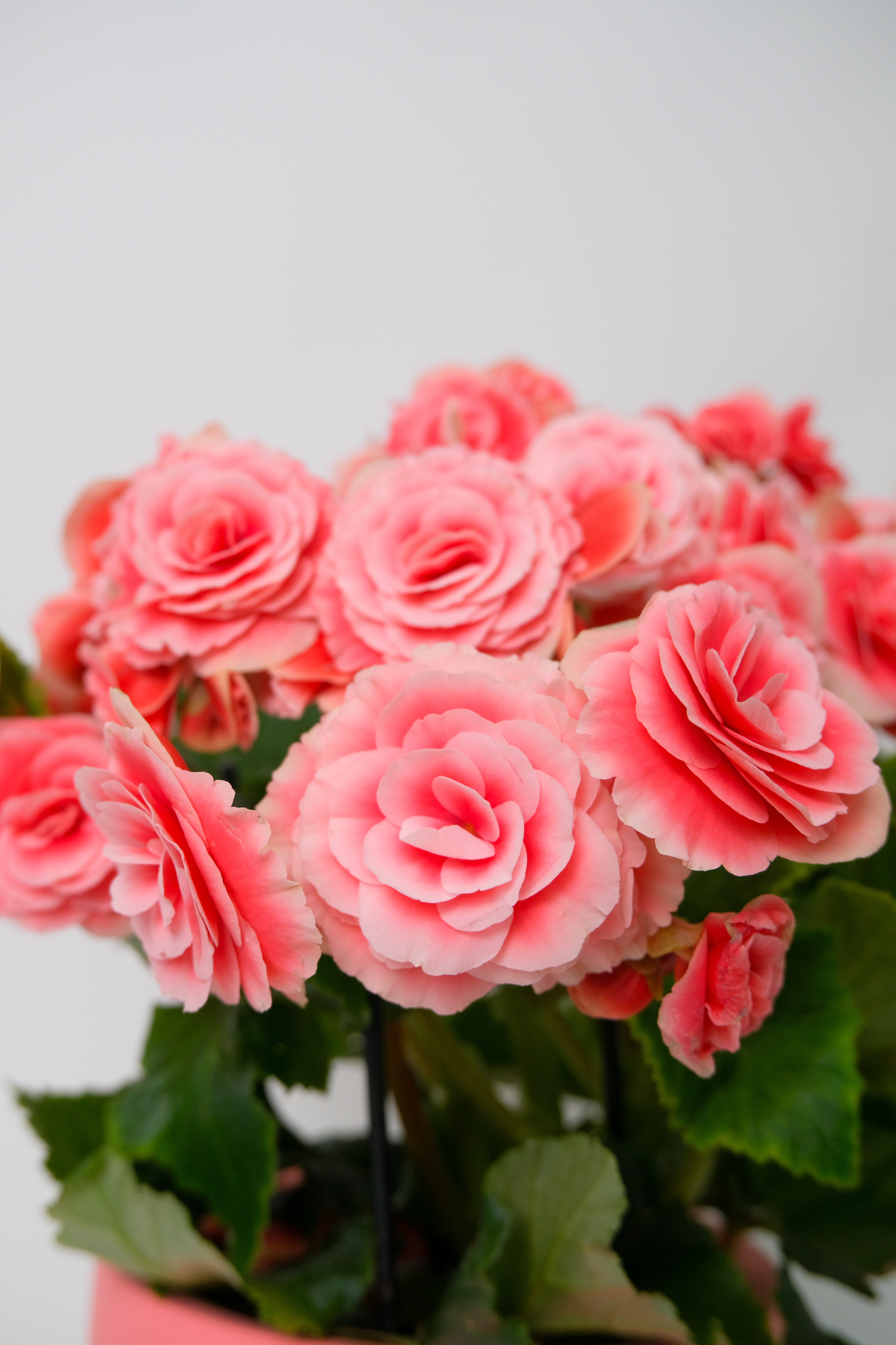 Begonia mix