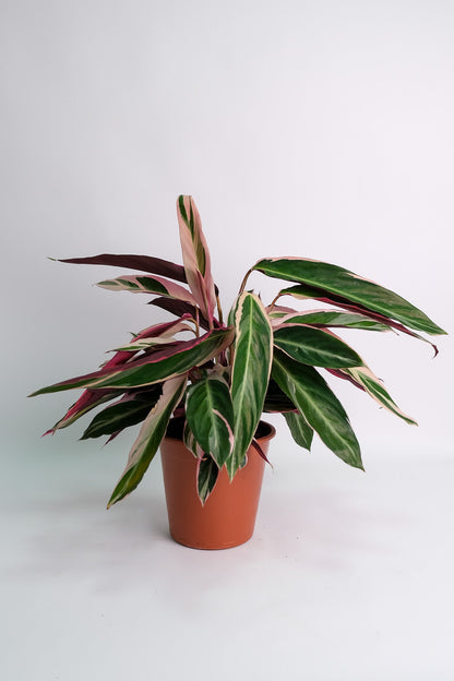 Calathea Triostar - Image 9
