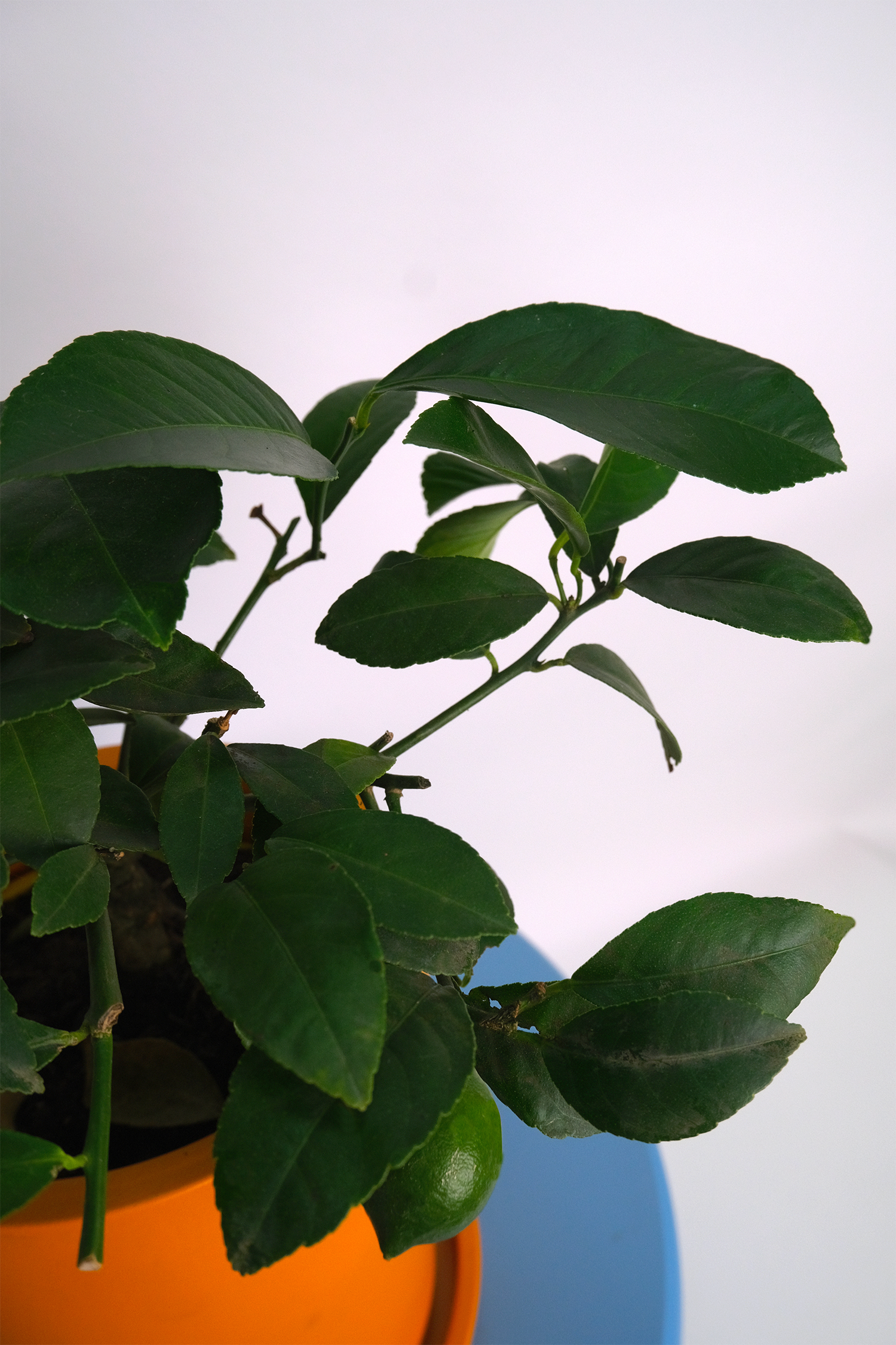 Citrus Lemon bush - Image 9