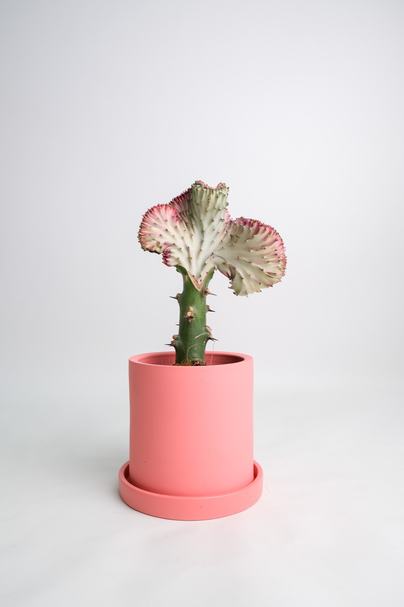 Euphorbia Lactea Cristata - Image 08