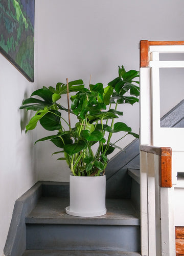 Monstera Deliciosa
