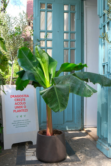 Musa Banana