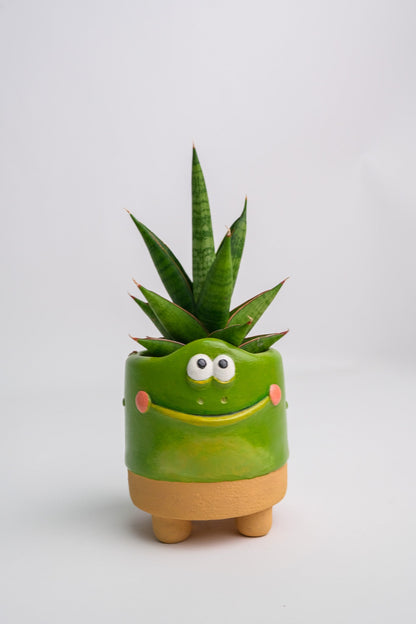 Sansevieria Mix - Image 9