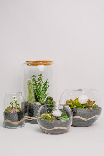 Terariu Suculente Cacti Negru