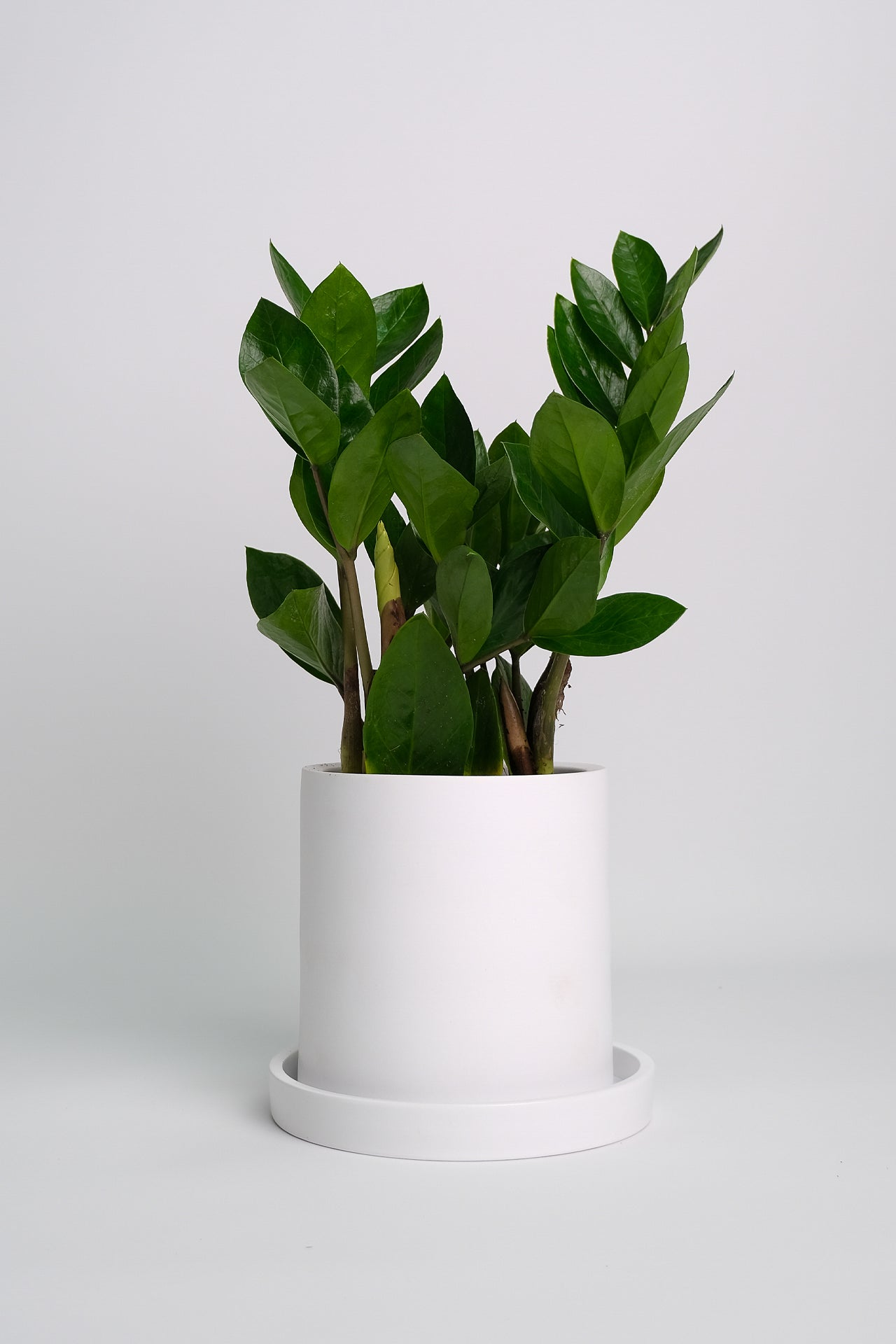 Zamioculcas - 9
