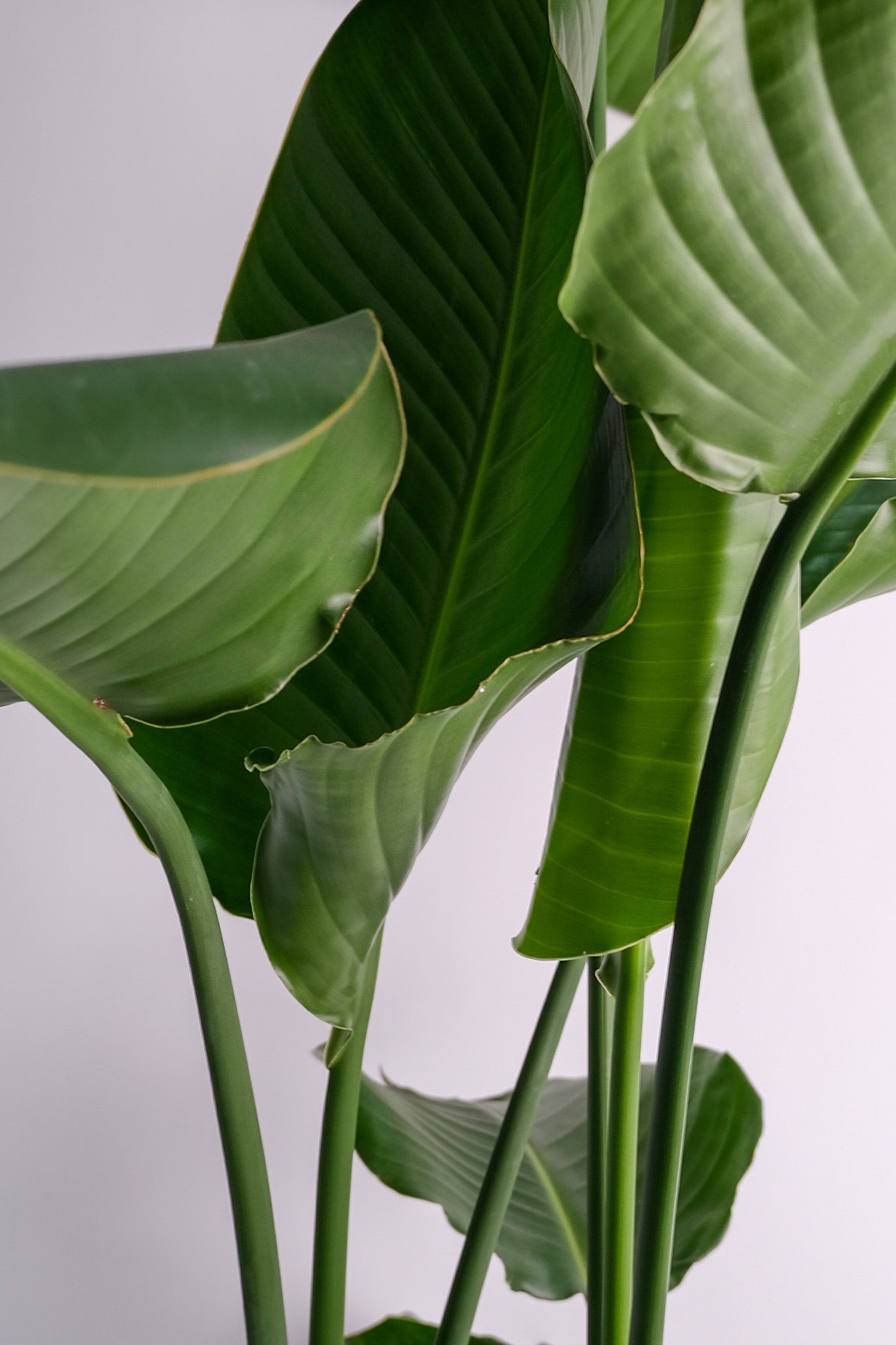 Strelitzia Nicolai - Image 10