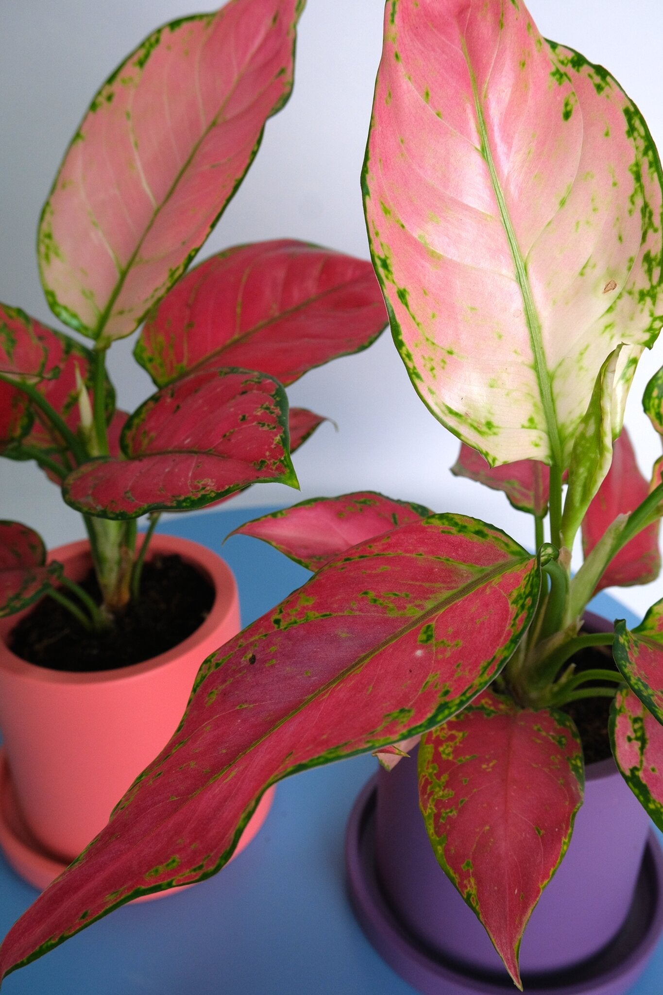 Aglaonema Red Joy