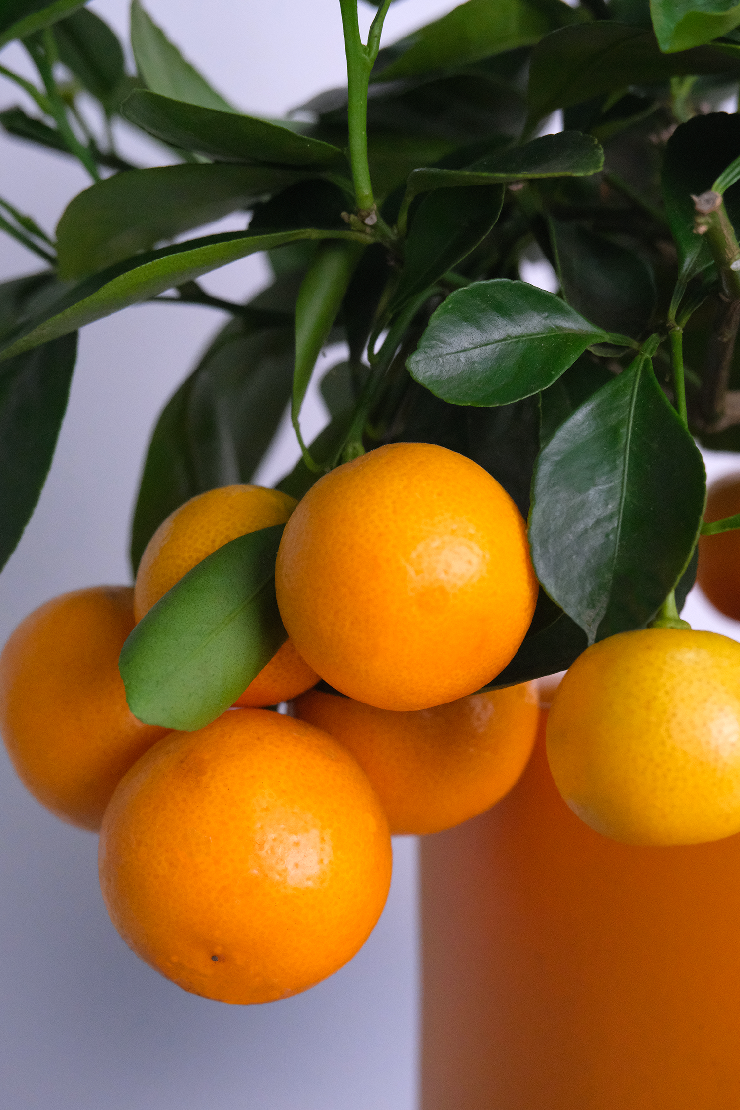 Citrus Calamondin bush - Image 10