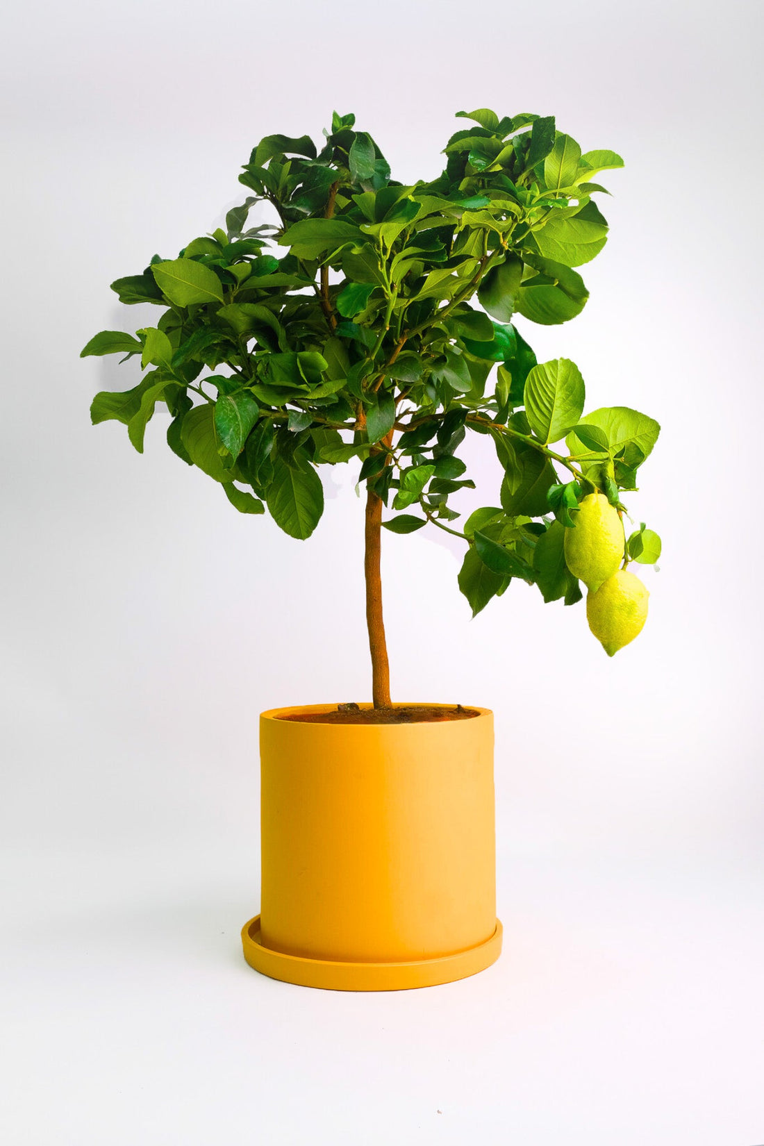 Citrus Lemon on Stem - Image 3