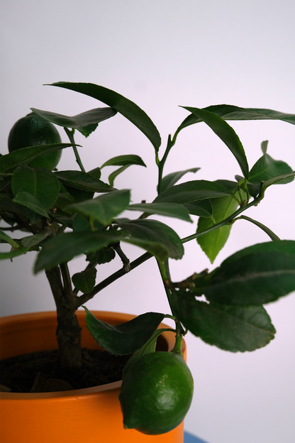 Citrus Lemon bush - Image 10