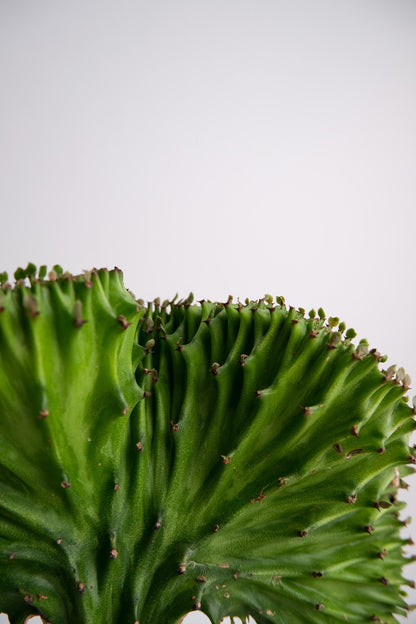 Euphorbia Lactea Cristata - Image 09