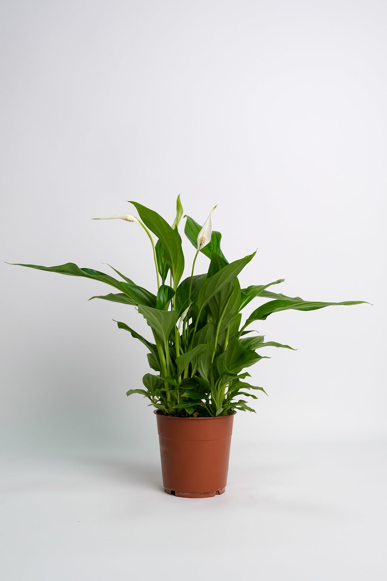 Spathiphyllum - Image 10