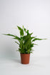 Spathiphyllum - Image 10