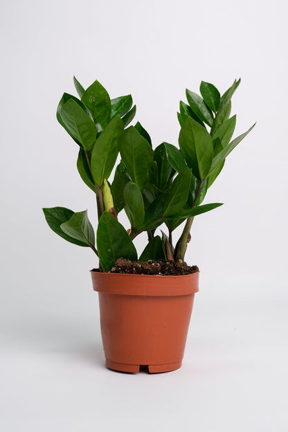 Zamioculcas - 10