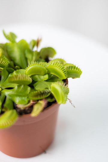 Venus flytrap